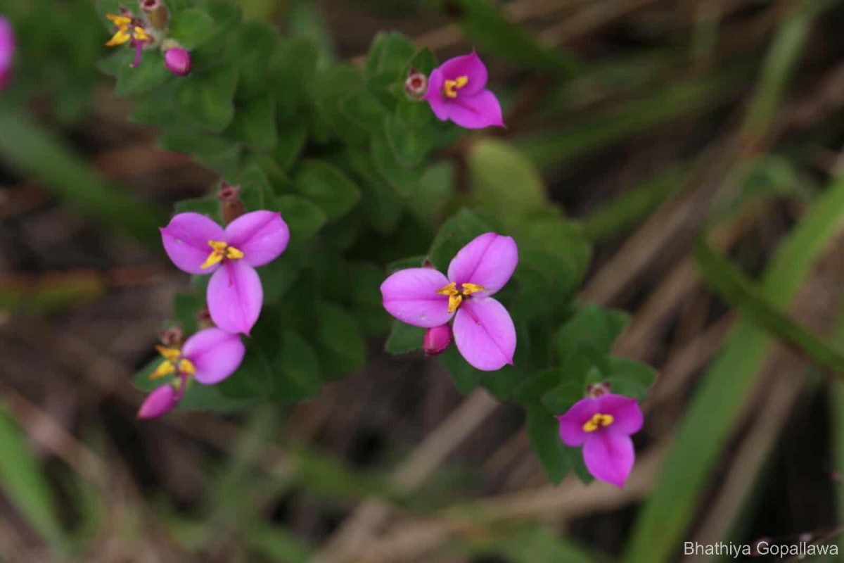 Sonerila firma (Thwaites ex C.B.Clarke) Lundin